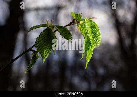 Junge grüne Blätter von Carpinus betulus, Europäischer oder gemeiner Hornbalken. Wunderschöne Zweige auf verschwommenem braunen Frühlingshintergrund. Naturkonzept für jeden Stockfoto