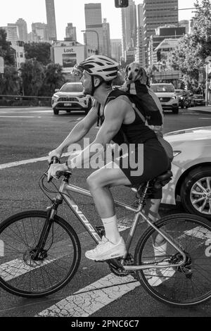 Ein Radfahrer und sein Hund warten darauf, dass sich die Lichter ändern, William Street, Kings Cross, Sydney, Australien Stockfoto