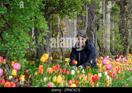 Die Gärtnerin Helen Haley neigt auf dem Pergola Walk im Hever Castle and Gardens in Kent während der jährlichen Tulpenfeier, bei der 40.000 Tulpen auf dem Anwesen gepflanzt werden, zu einem Tulpenbett. Foto: Dienstag, 18. April 2023. Stockfoto