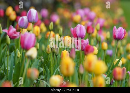 Ein Blick auf ein Tulpenbett auf dem Pergola Walk im Hever Castle and Gardens in Kent während der jährlichen Tulpenfeier mit 40.000 Tulpen, die auf dem Anwesen gepflanzt wurden. Foto: Dienstag, 18. April 2023. Stockfoto