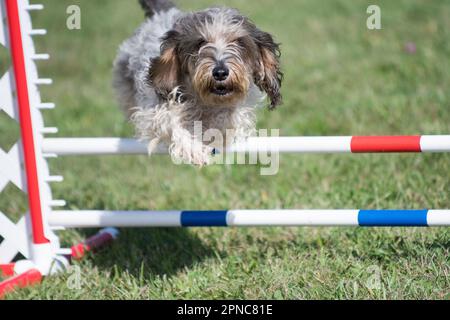 Petit Basset Griffon Vendéen (PBGV) Hund springt bei einem Wettkampf um Agilität eine Hürde Stockfoto