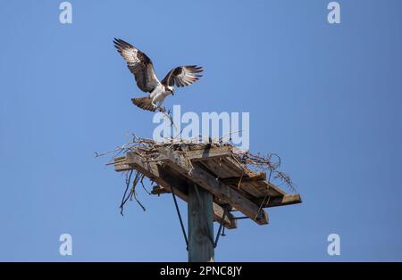 Fischadler (Pandion haliaetus), der Zweige im Frühjahr in Kanada in das Nest zurückbringt Stockfoto