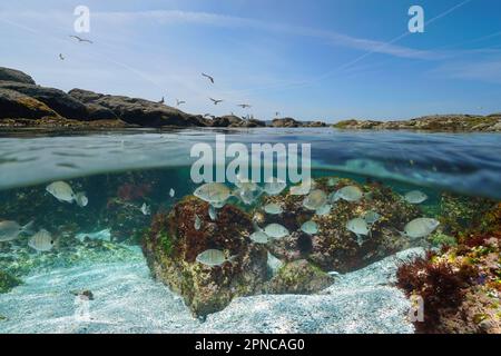 Atlantik Meereslandschaft, Meeresbrassen unter Wasser und Felsenküste mit Möwen, geteilter Blick über und unter der Wasseroberfläche, Spanien, Galicien Stockfoto