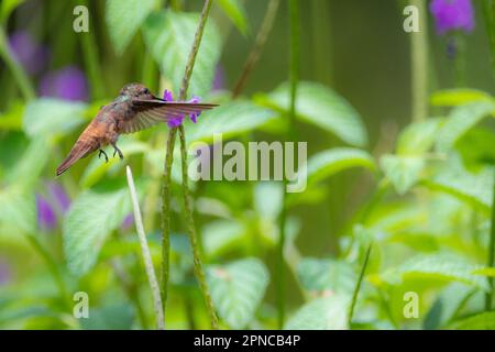 Weiblicher Ruby Topaz Kolibri, der sich von Eisenkraut ernährt Stockfoto