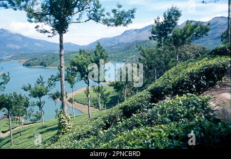 Munnar ist eine Stadt im westlichen Ghats-Gebirge im indischen Bundesstaat Kerala. Eine Bergstation und ehemaliges Resort der britischen Raj Elite, ist von sanften Hügeln umgeben, die mit Teeplantagen aus dem späten 19. Jahrhundert übersät sind. Der Eravikulam-Nationalpark, ein Lebensraum für die vom Aussterben bedrohte Bergziege Nilgiri tahr, beherbergt die Lakkam Wasserfälle, Wanderwege und den 2.695m m hohen Anamudi Peak. Stockfoto