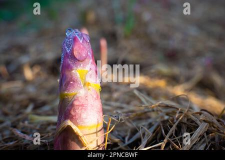 Essbarer Spargel wächst im Garten in Morgentau, aus nächster Nähe. Rosa junger Schuss von medizinischem Spargel. Gourmet-Gemüse anbauen Stockfoto