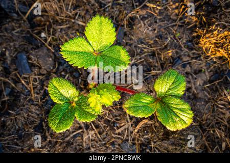 Grüne Erdbeerblätter im Frühling in Tautropfen am frühen Morgen, Draufsicht Stockfoto
