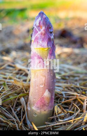 Essbarer Spargel wächst im Garten in Tropfen Morgentau, Nahaufnahme. Vertikales Foto, rosafarbener junger Schuss von medizinischem Spargel. Kulinarische Vegeta Stockfoto