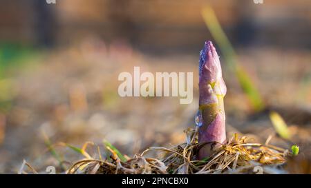 Essbarer Spargel wächst im Garten in Morgentau, aus nächster Nähe. Rosa junger Schuss von medizinischem Spargel. Gourmet-Gemüse anbauen Stockfoto