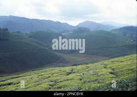 Munnar ist eine Stadt im westlichen Ghats-Gebirge im indischen Bundesstaat Kerala. Eine Bergstation und ehemaliges Resort der britischen Raj Elite, ist von sanften Hügeln umgeben, die mit Teeplantagen aus dem späten 19. Jahrhundert übersät sind. Der Eravikulam-Nationalpark, ein Lebensraum für die vom Aussterben bedrohte Bergziege Nilgiri tahr, beherbergt die Lakkam Wasserfälle, Wanderwege und den 2.695m m hohen Anamudi Peak. Stockfoto