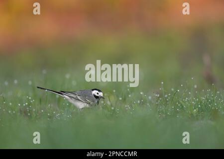 Bei Sonnenaufgang im Gras, feines Kunstporträt von weißem Wagtail (Motacilla alba) Stockfoto