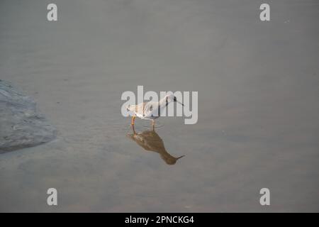 Rothaarige (Tringa totanus), die in einer schlammigen Flussmündung nach Nahrung sucht, Kidwelly Quay, Carmarthenshire, Wales, Vereinigtes Königreich Stockfoto