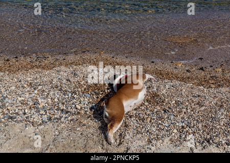 Eine rote englische, britische Bulldogge liegt auf seinem Rücken und reibt seinen Rücken an kleinen Steinen am Strand in der Nähe des Meeres Stockfoto
