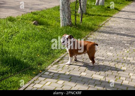 Rote englische britische Bulldogge auf einem Spaziergang an der Leine in einem Park auf grünem Gras Stockfoto