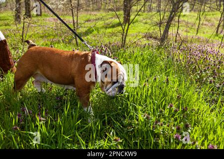 Rote englische britische Bulldogge auf einem Spaziergang an der Leine in einem Park auf grünem Gras Stockfoto