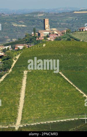 Barbaresco, rund um die Stadt ein schönes, aber künstlich geschaffenes Land, das durch Weinberge gekennzeichnet ist, ist Langa, Cuneo, Piemont, Italien, Europa, UNESCO, World Heri Stockfoto