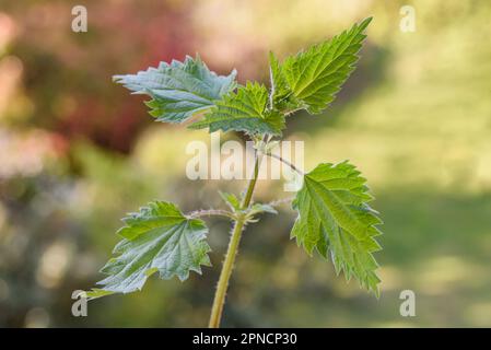 Brennnesseln auf einem unscharfen grünen Hintergrund Stockfoto