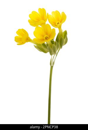 Cowslip Primrose Blüten isoliert auf weißem Hintergrund. Stockfoto