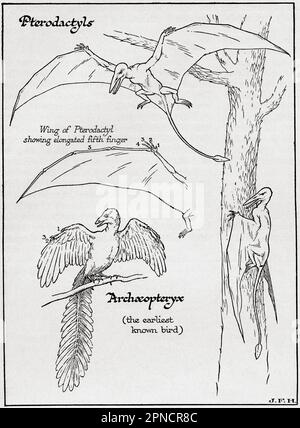 Diagramm eines Pterodactyl, dessen Flügel den verlängerten 5.-Finger und ein Archaeopteryx zeigt. Aus dem Buch Outline of History von H.G. Wells, veröffentlicht 1920. Stockfoto