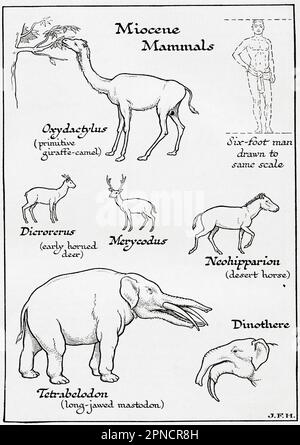 Diagramm von Miozene Säugetieren einschließlich Oxcydactylus, Dicrorerus, Merycodus, Neohipparion, Tetrabelodon und Dinoda. In der Abbildung ist ein 1,80 m großer Mann dargestellt, der auf die gleiche Skala wie andere Figuren gezeichnet ist. Aus dem Buch Outline of History von H.G. Wells, veröffentlicht 1920. Stockfoto