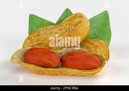 3D-Rendering – getrocknete Erdnüsse, isoliert auf weißem Hintergrund, hochwertige Details Stockfoto