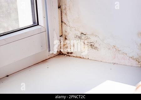 Schimmel an Hängen in der Nähe von Fenstern aus Metall-Kunststoff. Schlecht installierte Fenster. Hohe Luftfeuchtigkeit in der Nähe von Fenstern im Haus. Stockfoto