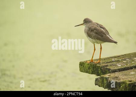 Rotschenkel, Tringa totanus, Slimbridge, England, Großbritannien Stockfoto