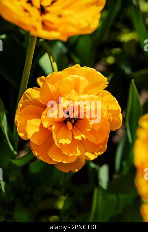 Doppelte orangefarbene Tulpennaht auf grünem Hintergrund. Pfingstrosen-Tulpen Stockfoto