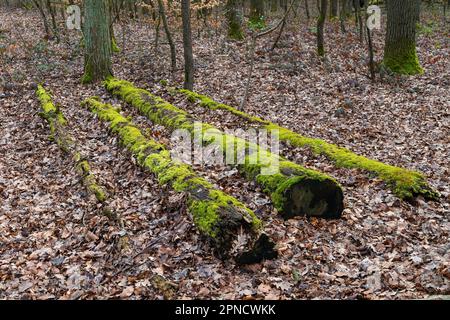 Stämme gesägter Bäume, bedeckt mit grünem Moos, die im Herbstlaub im Wald liegen. Stockfoto