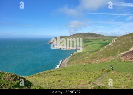 Ein Wanderer mit einem Hund klettert den Hang an der Seite von Mynydd Mawr, Llyn Peninsula, Wales Stockfoto