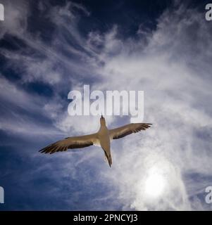 Gannet fliegt hoch über Cape Kidnappers, Napier, North Island, Neuseeland. Stockfoto