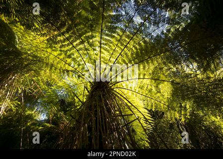 Baumfarn in den Wäldern von Rotorua, Nordinsel, Neuseeland. Stockfoto