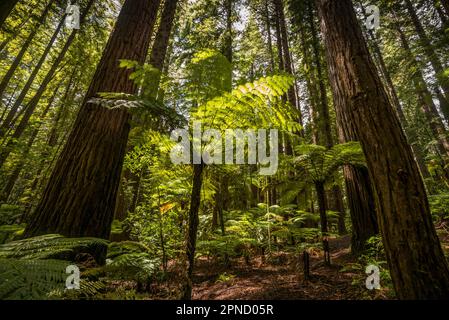 Baumfarn in den Wäldern von Rotorua, Nordinsel, Neuseeland. Stockfoto