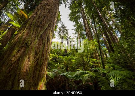 Regenwald in Rotorua, Nordinsel, Neuseeland. Stockfoto