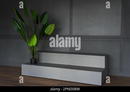 Leeres schwarzes Podium mit Palme auf grauem Hintergrund, ein Modell für eine Produktpräsentation. Minimalkonzept. Teil des Innenraums mit Kopierraum. Hochwertiges Foto Stockfoto