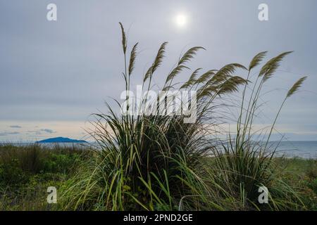 Toetoe, ein einheimisches neuseeländisches Gras, wächst am Otaki Beach und bietet einen Blick auf Kapiti Island, Kapiti Coast, Wellington Region, North Island, Neuseeland Stockfoto