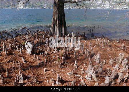 Weißkopfzypressenwald am Maggiore-See, Brissago-Insel, Schweiz Stockfoto