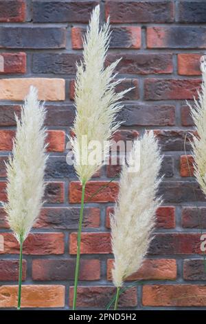 Trockene Blumen und flauschiges Schilf an einer roten Ziegelwand. Flauschige Panikel aus Pampasgras, Zierpflanzen für die Inneneinrichtung, Platz für Text, Idee fo Stockfoto