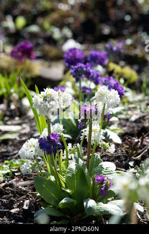 Violette und weiße Frühlingsblumen von Drumstick Primrose Primula denticulata im britischen Garten April Stockfoto