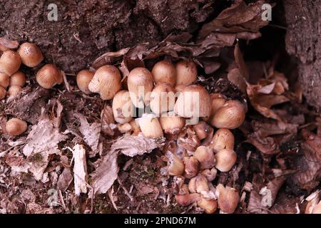 Kleine braune Pilzgruppe in den Wäldern bei Lacul Ursul in Sovata - Rumänien Stockfoto