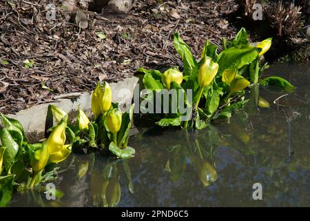 Gelbe Frühlingsspathen oder Blumen und grünes Laub von Stinkkohl Lysichiton americanus im britischen Garten April Stockfoto