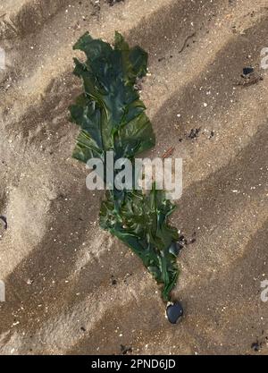 Salat (Ulva lactuca), eine essbare Alge, die nach einem Sturm angespült wurde und noch immer an einem Stein befestigt ist das Abendlicht verwandelt die Wellen auf dem goldenen Sand. Stockfoto