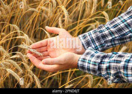 Mann mit goldenen Ähren von Weizen vor dem Hintergrund eines Reifungsfeldes. Männlicher Landwirt, der die Qualität des Weizenkorns auf den Stacheln am Fi prüft Stockfoto