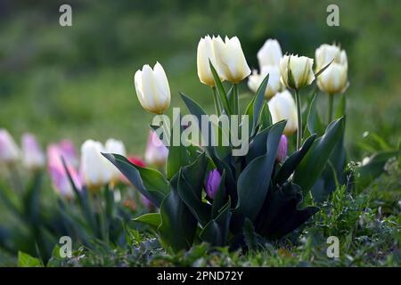 Nahaufnahmen von weißen und violetten Tulpenblüten im Frühling Stockfoto