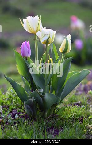 Nahaufnahmen von weißen und violetten Tulpenblüten im Frühling im vertikalen Format Stockfoto