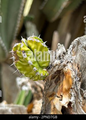 Nahaufnahme eines jungen Kaktus in Namibia Stockfoto