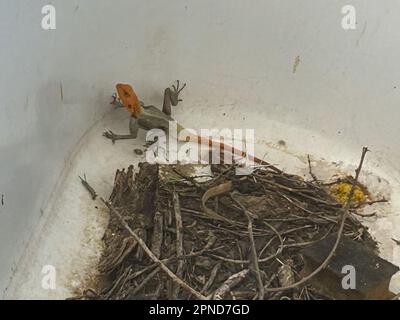 namib Rock Agama in einer Badewanne im Freien Stockfoto