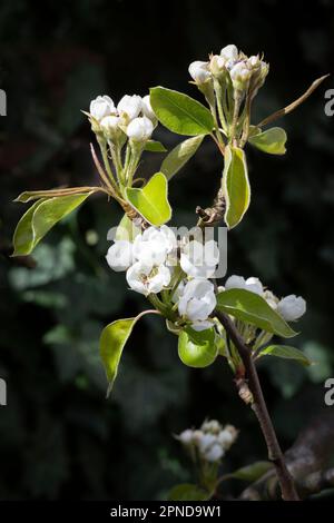 Die Blüte eines Pfirsichbaums aus der Nahaufnahme im Garten Stockfoto