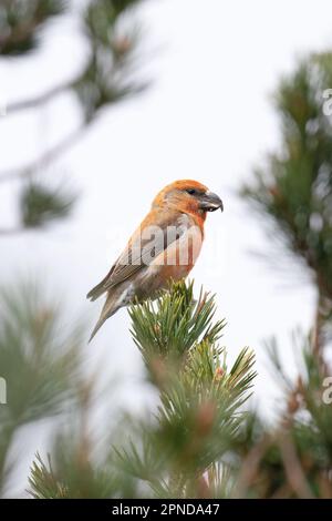 Scottish Parrot Crossbill (Loxia Scotica) (Loxia pytyopsittacus) Gleann Einaich Highland UK GB April 2023 Stockfoto