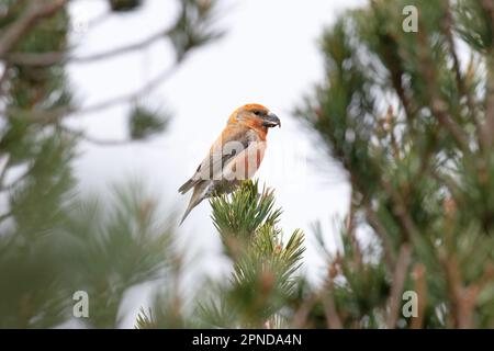 Scottish Parrot Crossbill (Loxia Scotica) (Loxia pytyopsittacus) Gleann Einaich Highland UK GB April 2023 Stockfoto